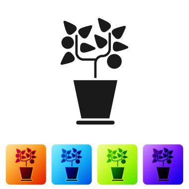 Esrar ikonundaki siyah bitki beyaz arkaplanda izole edilmiş. Tencerede yetişen bir bitki. Saksı bitkisi işareti. Renkli kare düğmelerle simgeleri ayarla. Vektör İllüstrasyonu
