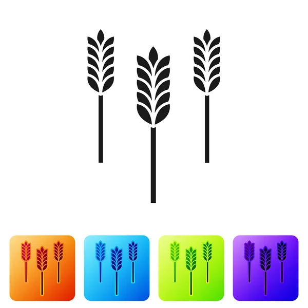 Sereal hitam yang diisi dengan beras, gandum, jagung, oat, gandum hitam, ikon jelai diisolasi di latar belakang putih. Simbol roti gandum. Mengatur ikon dalam warna tombol persegi. Ilustrasi Vektor - Stok Vektor