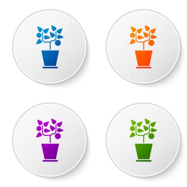 Çömlek simgesindeki renk bitkisi beyaz arkaplanda izole edilmiş. Tencerede yetişen bir bitki. Saksı bitkisi işareti. Simgeleri daire düğmelerine ayır. Vektör İllüstrasyonu