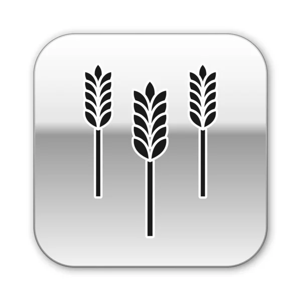 Zwarte granen gezet met rijst, tarwe, maïs, haver, rogge, gerst pictogram geïsoleerd op witte achtergrond. Oren van tarwebrood symbolen. Zilveren vierkante knop. Vector Illustratie — Stockvector