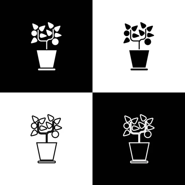 Imposta l'icona Plant in pot isolata su sfondo bianco e nero. Pianta che cresce in vaso. Segno di pianta in vaso. Illustrazione vettoriale — Vettoriale Stock