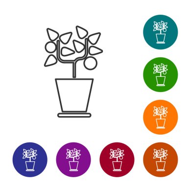 Gri çizgi, çömlek ikonundaki bitki beyaz arka planda izole edilmiş. Tencerede yetişen bir bitki. Saksı bitkisi işareti. Simgeleri renk daire düğmelerine ayarla. Vektör İllüstrasyonu