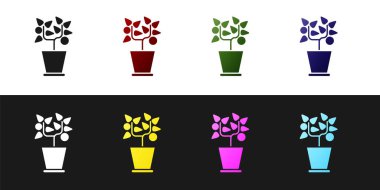 Bitkiyi siyah beyaz arkaplanda izole edilmiş bir çömlek simgesine yerleştir. Tencerede yetişen bir bitki. Saksı bitkisi işareti. Vektör İllüstrasyonu