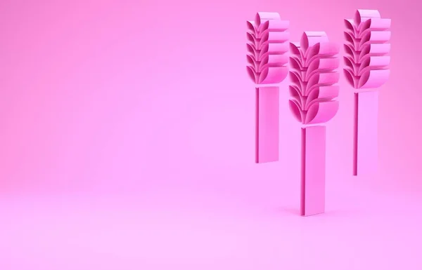 Pink Cereals set with rice, wheat, corn, oats, rye, barley icon isolated on pink background. Ears of wheat bread symbols. Minimalism concept. 3d illustration 3D render