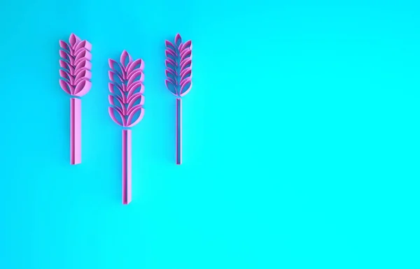 Pink Cereals set with rice, wheat, corn, oats, rye, barley icon isolated on blue background. Ears of wheat bread symbols. Minimalism concept. 3d illustration 3D render