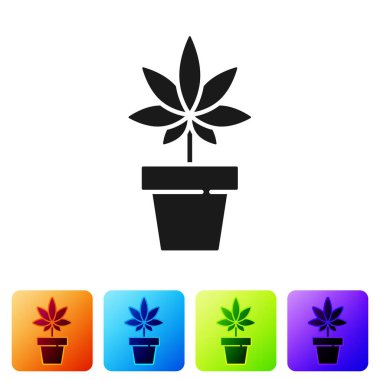 Siyah tıbbi marihuana ya da esrar bitkisi. Beyaz arka planda izole edilmiş bir esrar ikonu. Esrar yetiştirme konsepti. Kenevir saksısı. Renkli kare düğmelerle simgeleri ayarla. Vektör İllüstrasyonu