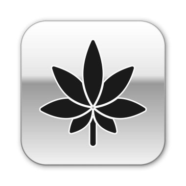 Siyah tıbbi marihuana ya da kenevir yaprağı ikonu beyaz arka planda izole edilmiş. Kenevir sembolü. Gümüş kare düğme. Vektör İllüstrasyonu