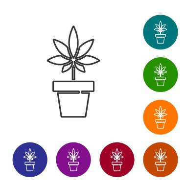 Siyah çizgi. Tıbbi marihuana veya esrar bitkisi. Beyaz arka planda izole edilmiş bir esrar ikonu. Esrar yetiştirme konsepti. Kenevir saksısı. Simgeleri renk daire düğmelerine ayarla. Vektör İllüstrasyonu