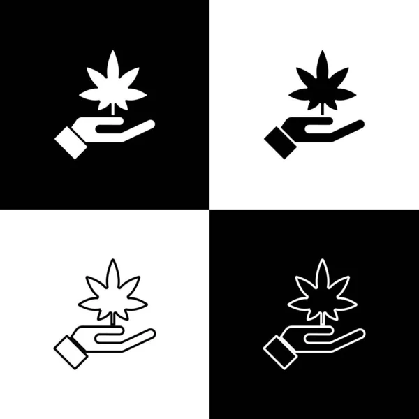 设置医疗大麻或大麻叶图标分离的黑色和白色背景 大麻的符号 病媒图解 — 图库矢量图片