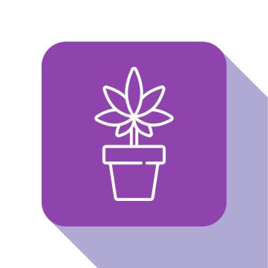 Beyaz çizgi. Tıbbi marihuana ya da esrar bitkisi. Beyaz arka planda izole edilmiş esrar ikonu. Esrar yetiştirme konsepti. Kenevir saksısı. Mor kare düğme. Vektör İllüstrasyonu