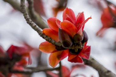 İtx ceiba doğal kaynak