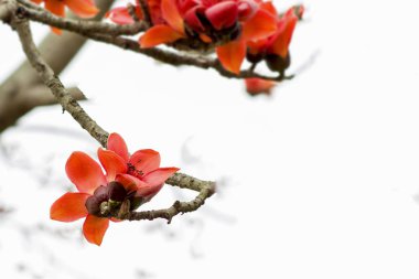 İtx ceiba doğal kaynak  