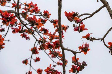 İtx ceiba doğal kaynak  