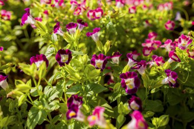 Çiçek ekoloji doğal 