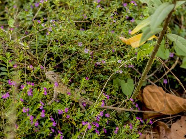 kertenkele hayvan sonbahar sahne 