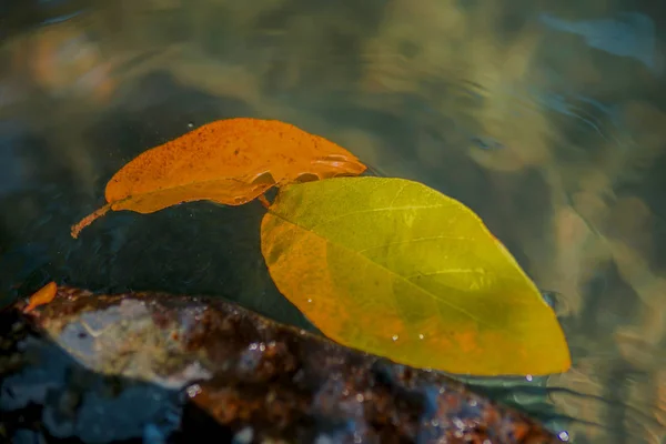 Podzimní listí rybník — Stock fotografie