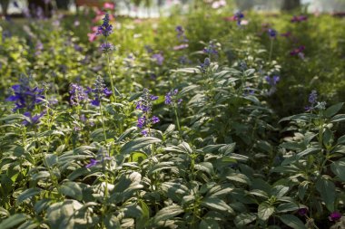 Lavanta çekicilik çiçek