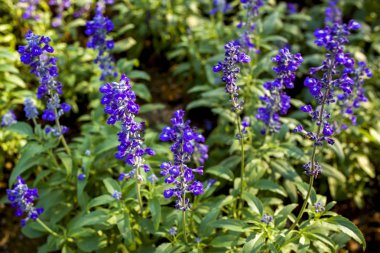 Lavanta çekicilik çiçek