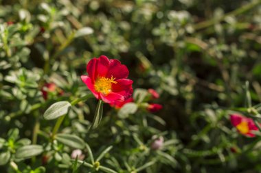 galsang çiçek yeşil