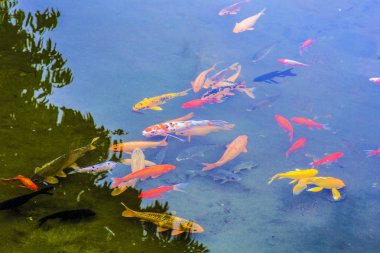 Balık gölet içinde