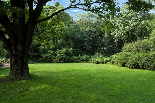 Gramado em um jardim botânico em Moscou com uma árvore velha — Fotografia de Stock