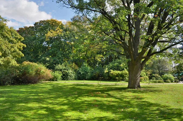 Césped en un jardín botánico con un árbol viejo — Foto de Stock