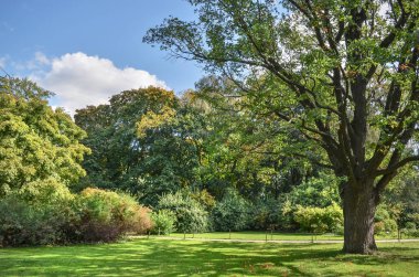 Çim bir Botanik bahçesinde bulunan yaşlı bir ağaç