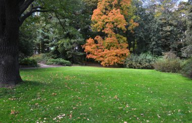 Çim bir Botanik bahçesinde bulunan yaşlı bir ağaç