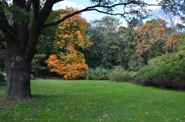 Çim bir Botanik bahçesinde bulunan yaşlı bir ağaç