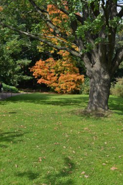 Çim bir Botanik bahçesinde bulunan yaşlı bir ağaç