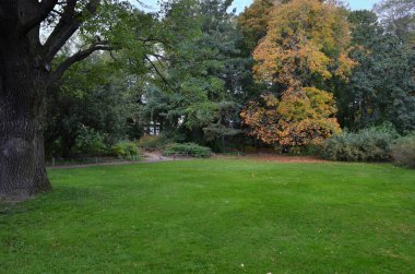 Çim bir Botanik bahçesinde bulunan yaşlı bir ağaç