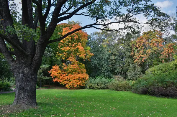 Prato in un giardino botanico con un vecchio albero — Foto Stock