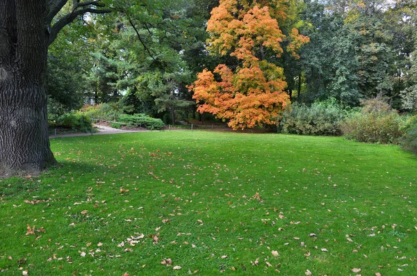 古い木と植物園の芝生 — ストック写真