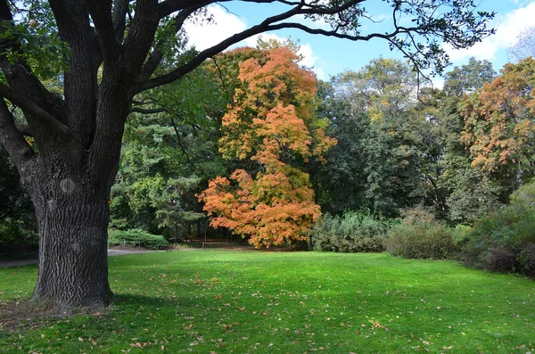 Gramado em um jardim botânico com uma árvore velha — Fotografia de Stock