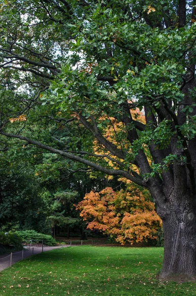 Prato in un giardino botanico con un vecchio albero — Foto Stock