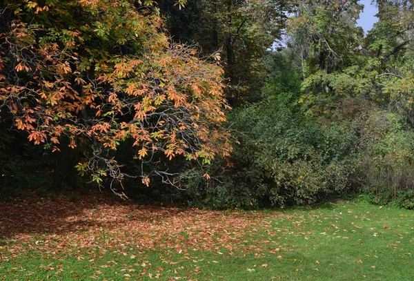 Gazon in een botanische tuin met een oude boom — Stockfoto