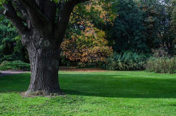 Lawn in a botanical garden  with an old tree