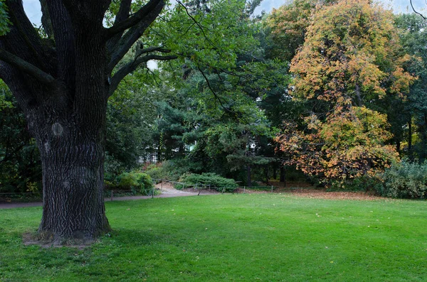 Césped en un jardín botánico con un árbol viejo — Foto de Stock