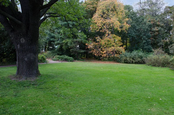 古い木と植物園の芝生 — ストック写真
