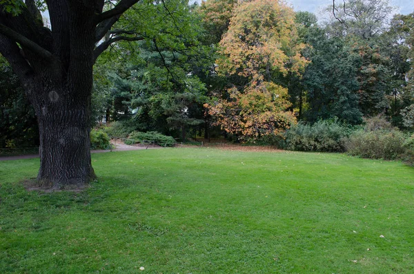 Gramado em um jardim botânico com uma árvore velha — Fotografia de Stock