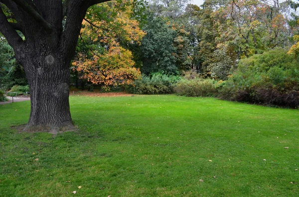 Lawn in a botanical garden  with an old tree — Stock Photo, Image