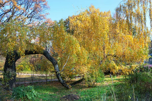 Muralla verde-amarilla en un jardín botánico en Moscú —  Fotos de Stock