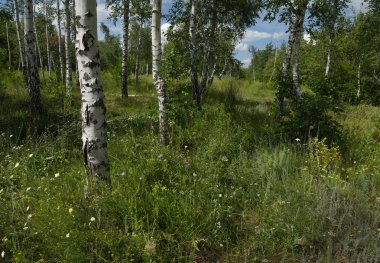 Yaz aylarında huş ağacı ahşap