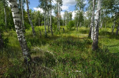 Yaz aylarında huş ağacı ahşap