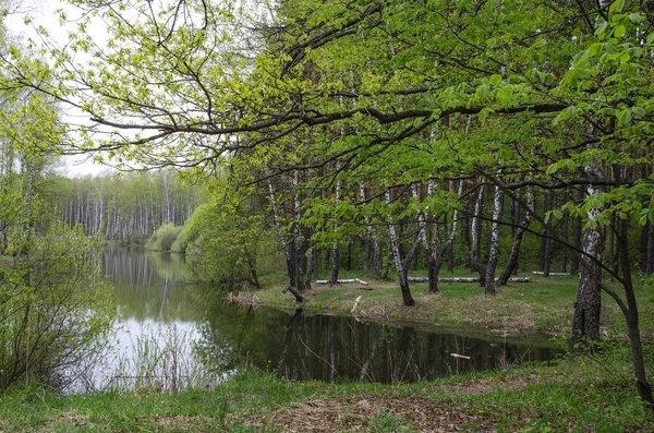 Stagno forestale vicino a Mosca — Foto Stock