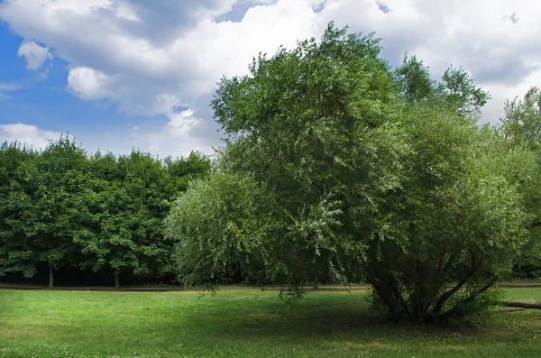 Park, Moskova, Rusya