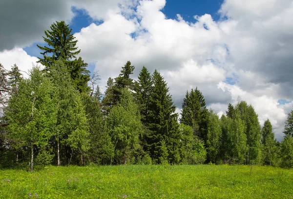 Pellot ja puu — kuvapankkivalokuva