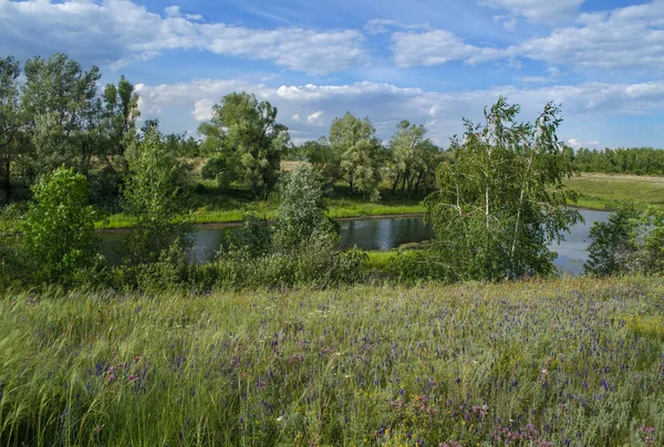 Campo e legno — Foto Stock