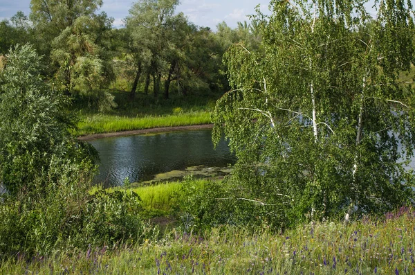 Поле и дерево — стоковое фото