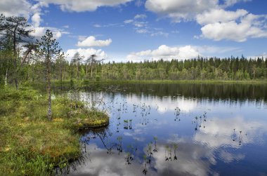 Bataklık ve göl ormanın ötesinde Kuzey Kutup dairesi içinde